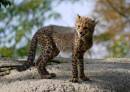cheetah01.jpg