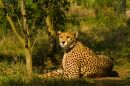 cheetah_1_resize.jpg