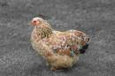 chicken.jpg