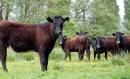 cows.jpg