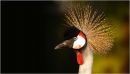 crane-web.jpg