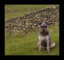 cumbriamountainschnauzerJweb1c.jpg