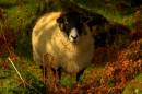 dartmoor_native.jpg
