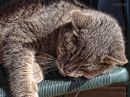 day_176_sleeping_cat_r.jpg