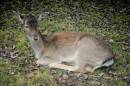 deer_ed.jpg