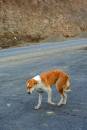 dog6.jpg