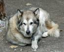 dog_3_Medium_.jpg