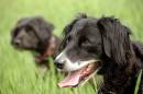 dog_DOF_demo.jpg