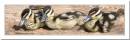 ducklings.jpg