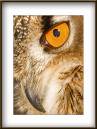 /gallery/data/513/thumbs/eagle-owl.jpg