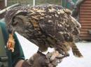 eagle-owl1.jpg