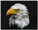 eagle4.jpg