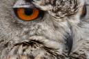 eagleowl_3603.jpg