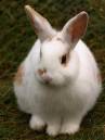 easter_bunny.jpg