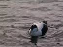 eider_from_film_higher_quality.jpg
