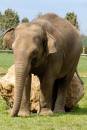 /gallery/data/513/thumbs/elephant150406.jpg