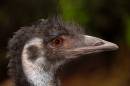 emu_1.jpg