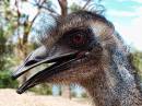 emu_profile_after_topaz.jpg
