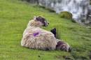 ewe.jpg