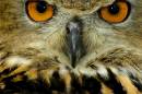 eyes-4.jpg