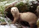 ferret_1.jpg