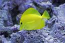 fish-800.jpg