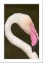 flamingo1.jpg