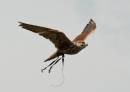 flower_gyr_sakers_falcon.jpg
