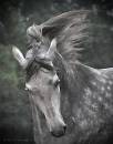 flying_mane.jpg