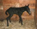 foal_017_2_.jpg