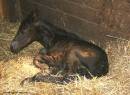 foal_018_2.jpg