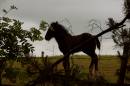 foal_at_the_edge_of_the_woods.jpg