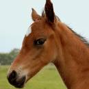 friend_or_foal.jpg
