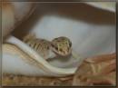 gecko1.jpg
