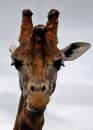 giraffe_3.jpg