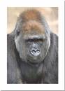 gorilla.jpg