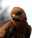 hawk2.jpg