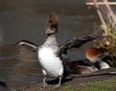 hooded-Merganser.jpg