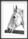horse-1.jpg