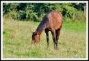 horse1.jpg
