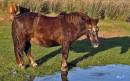 horse11.jpg