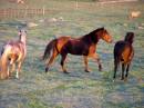 horse_shadow_Apr07.JPG