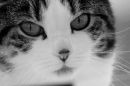 just_purrfect.JPG