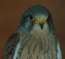 kestrel_1.JPG