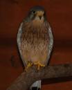 kestrel_2.JPG