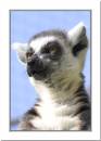 lemur.jpg