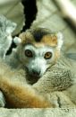 lemur_crop_scaled.jpg