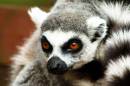 lemur_web.jpg