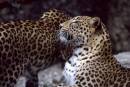 leopard_pair.jpg