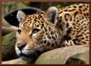 leopard_scaled.jpg